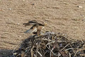 Partie Est De La Mongolie: UPLAND BUZZARD, NEST