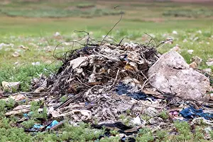 Partie Est De La Mongolie: UPLAND BUZZARD, NEST