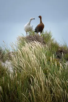 Chloephaga: Upland Geese (Chloephaga picta), breeding pair