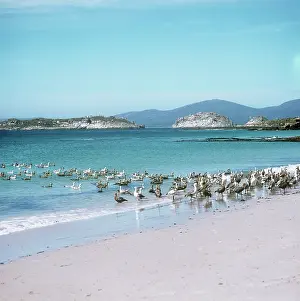 Chloephaga: Upland Geese with other species