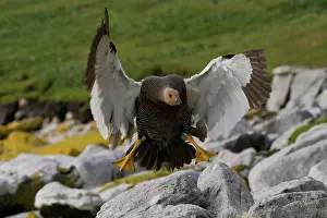 Chloephaga: Upland Goose