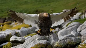 Chloephaga: Upland Goose