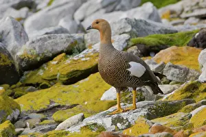 Chloephaga: Upland Goose