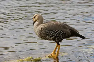 Chloephaga: Upland Goose