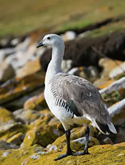 Chloephaga: Upland Goose
