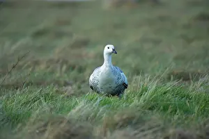 Chile: Upland Goose