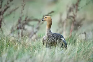 Chloephaga: Upland Goose