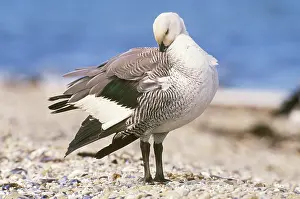 Chloephaga: Upland Goose (Chloephaga picta)