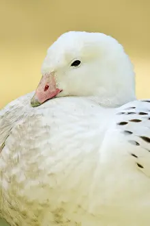 Chloephaga: Upland goose (Chloephaga picta), male, portrait