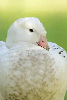 Chloephaga: Upland goose (Chloephaga picta), male, portrait