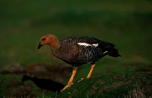 Chloephaga: Upland goose - female