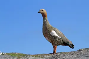 Magellan: Upland Goose / Magellan Goose - female