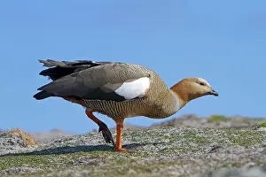 Magellan: Upland Goose / Magellan Goose - female