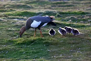 Magellan: Upland Goose / Magellan Goose - female and young