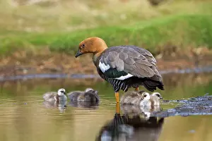 Magellan: Upland Goose / Magellan Goose - female and young