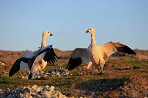 Magellan: Upland Goose / Magellan Goose - fight between males