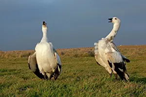 Magellan: Upland Goose / Magellan Goose - fight between males