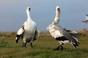 Magellan: Upland Goose / Magellan Goose - fight between males