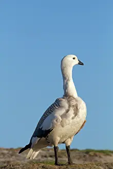Magellan: Upland Goose / Magellan Goose - male