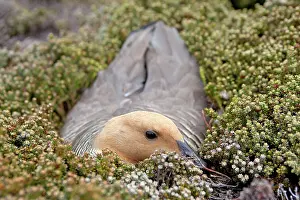 Magellan: Upland Goose / Magellan Goose - on the nest