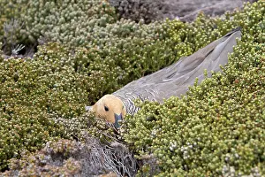 Magellan: Upland Goose / Magellan Goose - on the nest
