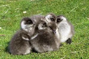 Magellan: Upland Goose / Magellan Goose - young