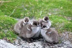 Magellan: Upland Goose / Magellan Goose - young