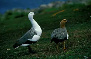 Chloephaga: Upland goose - male and female pair