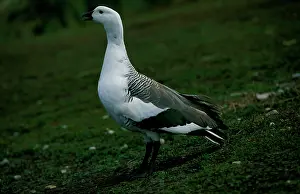 Chloephaga: Upland goose - male vocalising