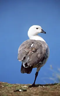 Balancing: UPLAND GOOSE - standing on one leg