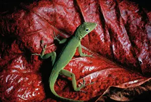 Anoles: Upland Grass Anole