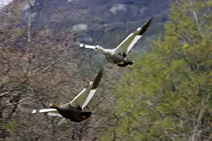 Chloephaga: Upland / Magellan Goose