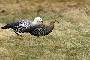 Chloephaga: Upland / Magellan Goose