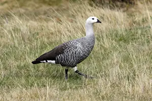 Magellan: Upland / Magellan Goose