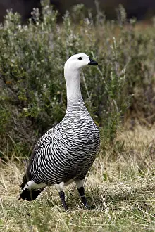 Magellan: Upland / Magellan Goose