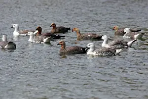 Magellan: Upland / Magellan Goose