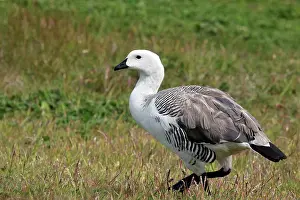 Magellan: Upland / Magellan Goose