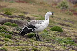 Magellan: Upland / Magellan Goose