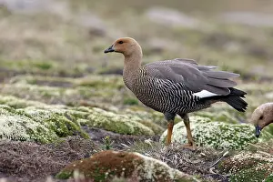 Magellan: Upland / Magellan Goose
