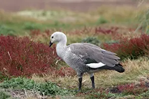 Magellan: Upland / Magellan Goose