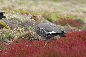Magellan: Upland / Magellan Goose