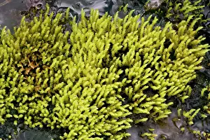 Fontana: An upland moss