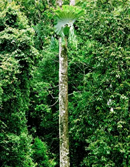 Staghorn: Upland rainforest with Staghorn (Elkhorn)