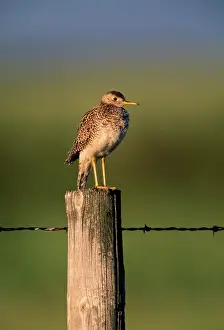 Longicauda: Upland Sandpiper