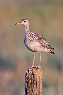 Longicauda: Upland Sandpiper