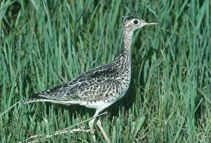 Longicauda: Upland Sandpiper