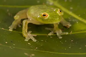Glass: Upper Amazon Glass Frog (Hyalinobatrachium muno