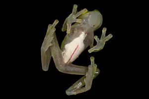 Glass: Upper Amazon Glass Frog (Hyalinobatrachium muno