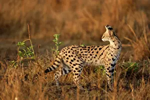 Serval: Upper Mara, Masai Mara Game Reserve, Kenya