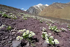 Joanna Van Gruisen: Upper Suru Valley